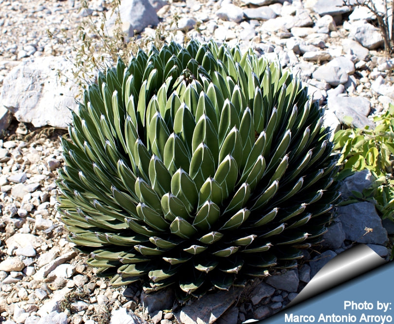 Agave Victoria-reginae – Planetcactus