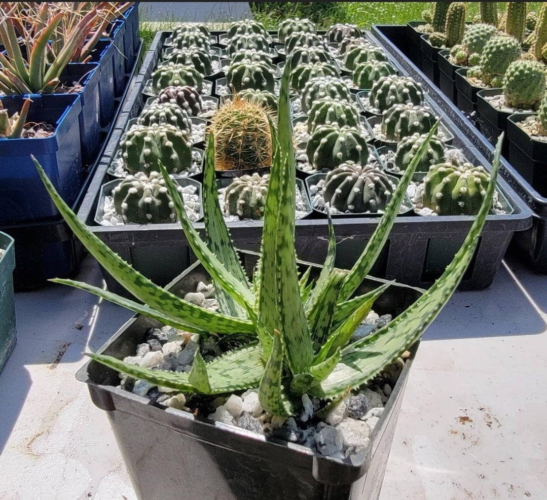 Aloe white fox – Planetcactus