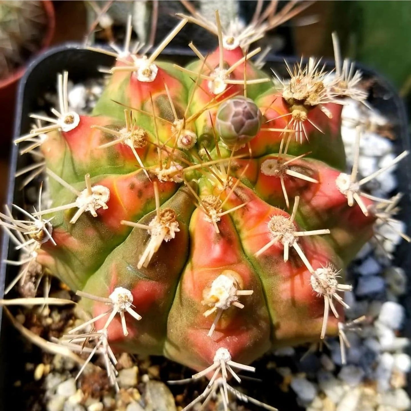 Gymnocalycium mihanovichii variegata (seeds)