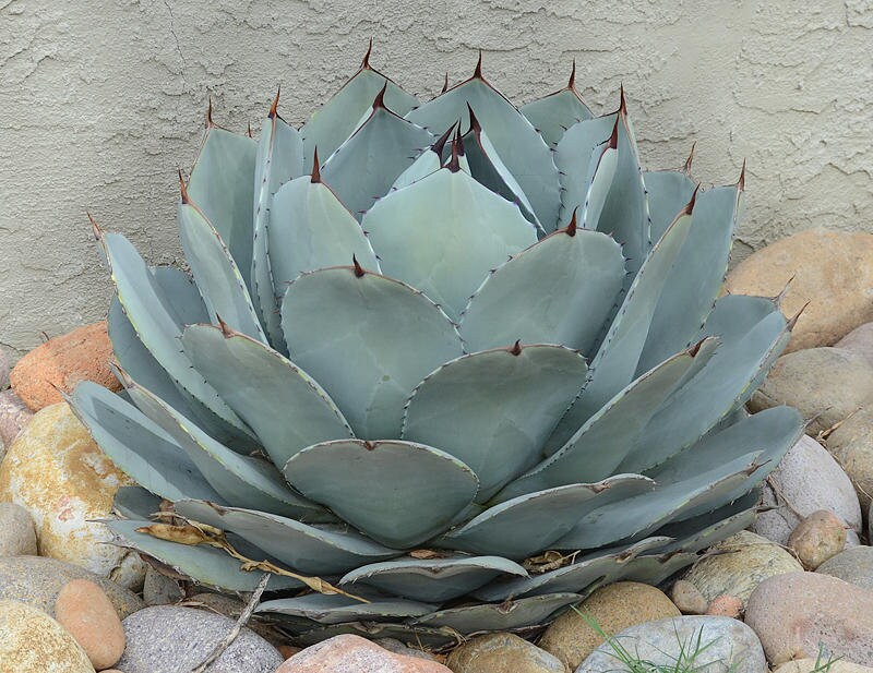 アガベ Agave parryi 'Giant Grantkids' 197 Agave parryi Giant Grant Kids - Agaveville