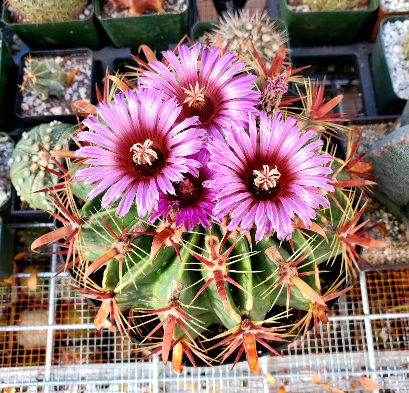 Ferocactus latispinus “Devil's Tongue Barrel Cactus”