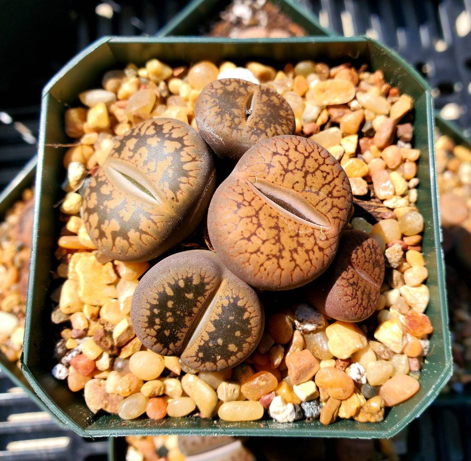 living rock succulent plant Lithops | Living Stones | Living Rock