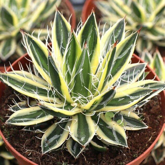 Agave schidigera 'Royal Flush – Planetcactus