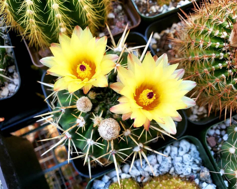 Notocactus turecekianus | Notocactus submammulosus