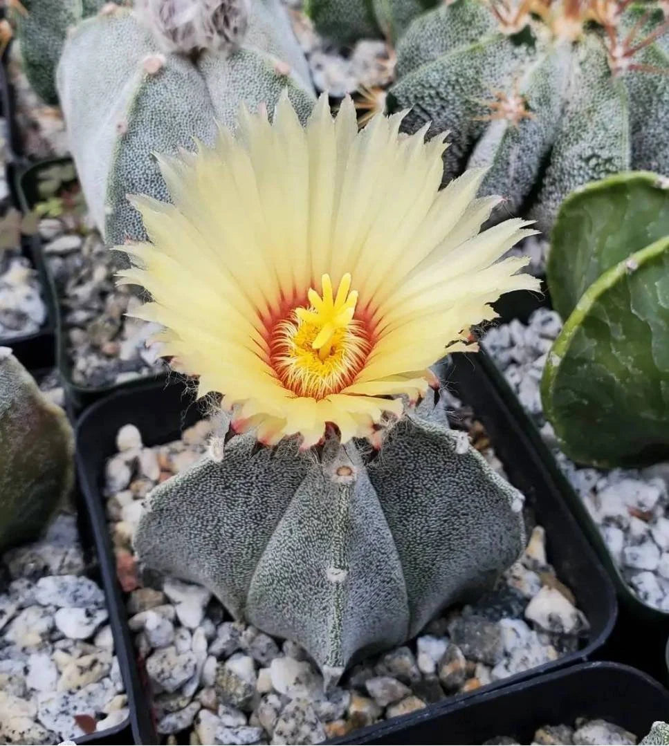 Astrophytum coahuilense