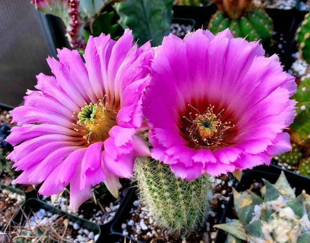 Echinocereus reichenbachii ssp. baileyi (20 seeds)