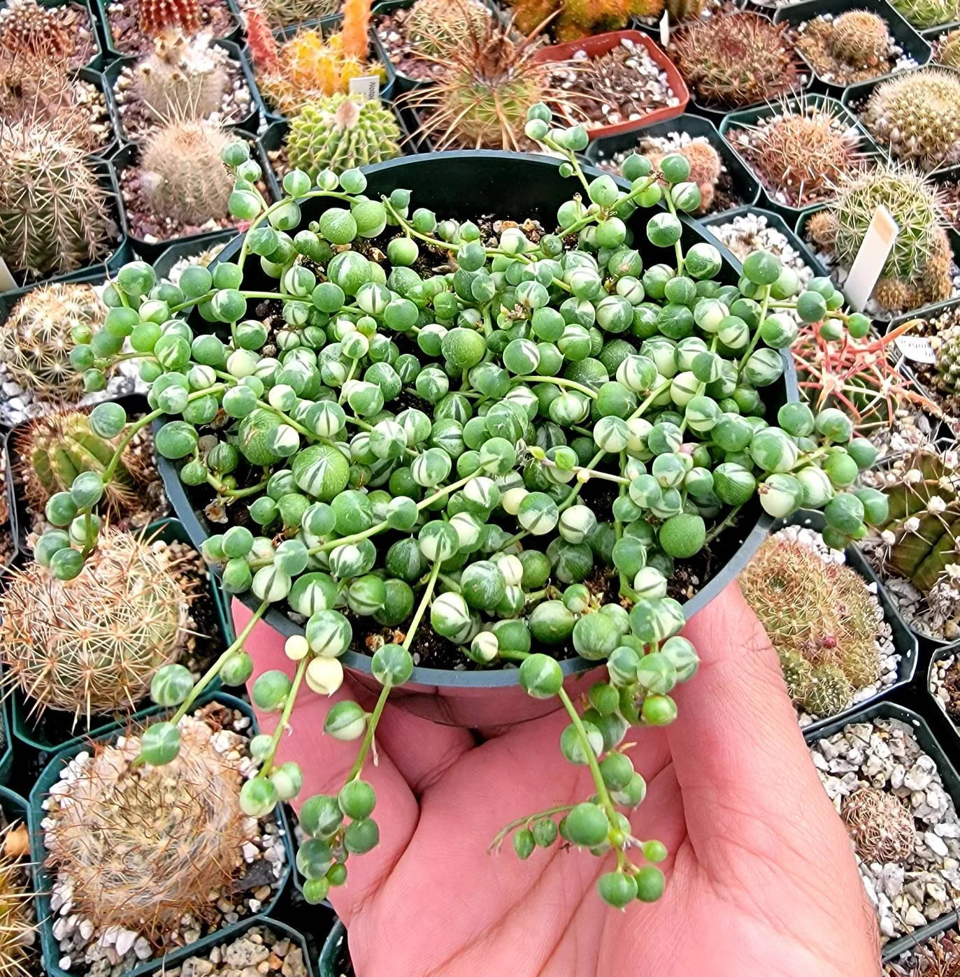string of pearls variegata kaufen Variegated String Of Pearls