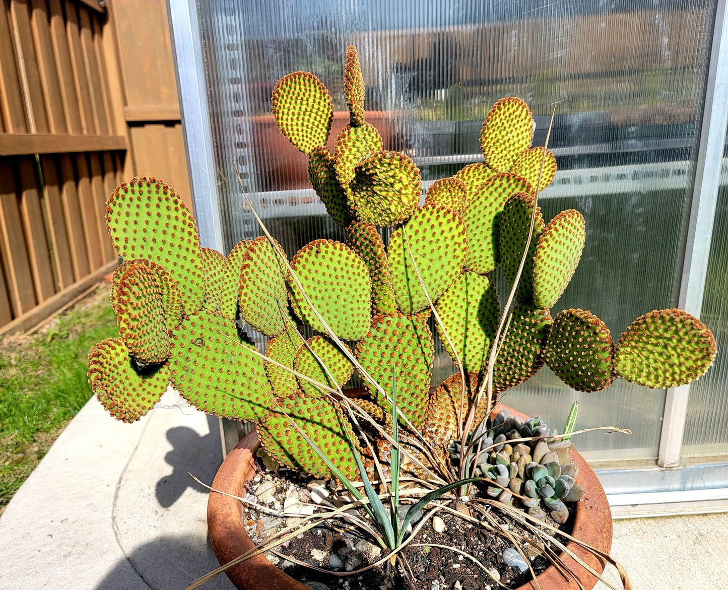 Opuntia microdasys subsp. rufida (Live Plant) unrooted cuttings