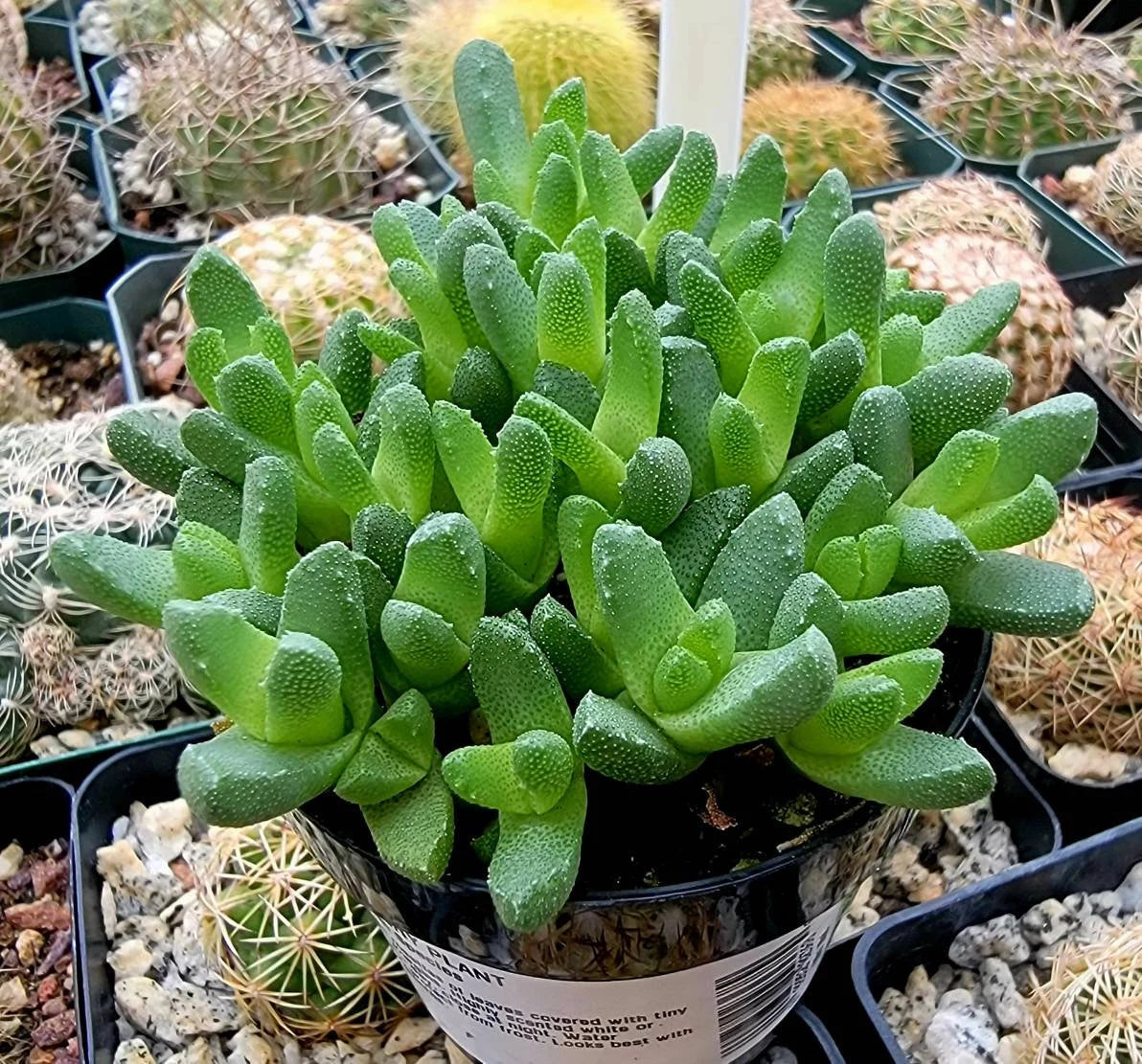 stomatium succulent Stomatium Mustellinum