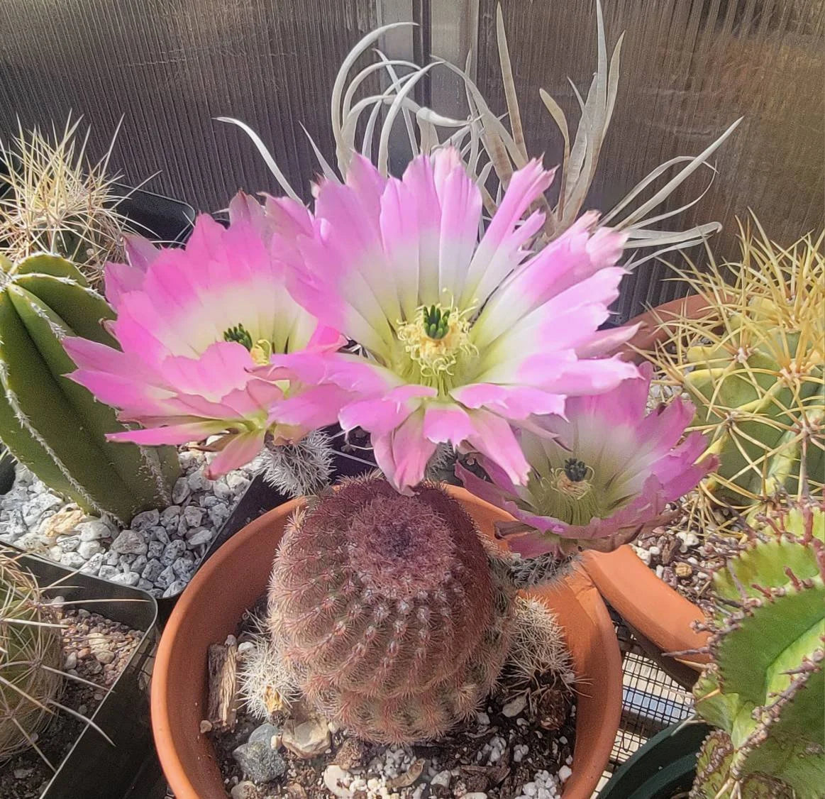 Echinocereus pectinatus| dasyacanthus – Planetcactus