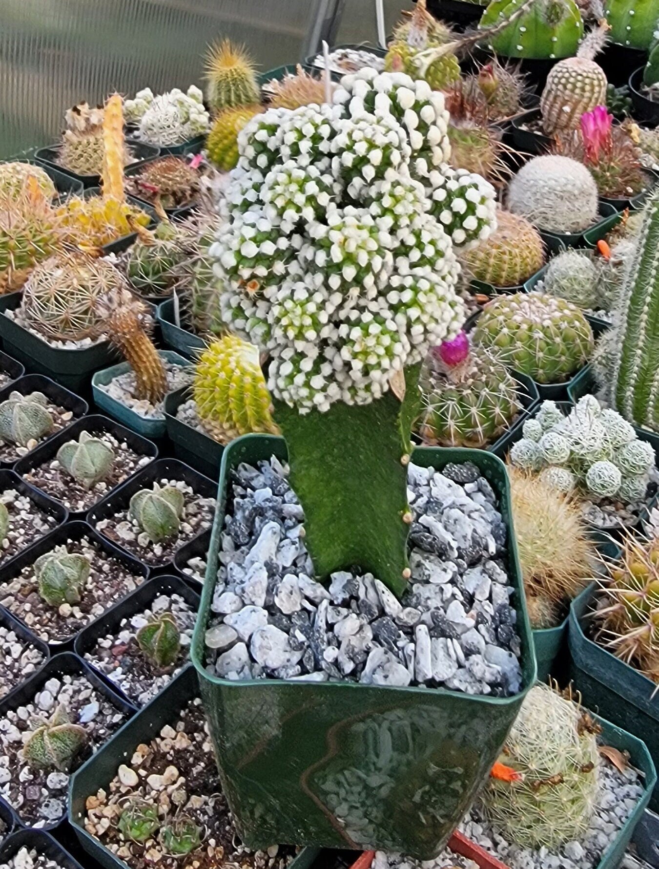 Mammillaria gracilis cv. oruga grafted – Planetcactus