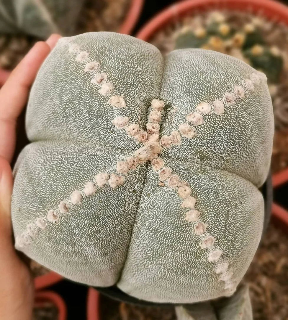 astrophytum myriostigma onzuka quadricostatum Astrophytum myriostigma var. quadricostatum