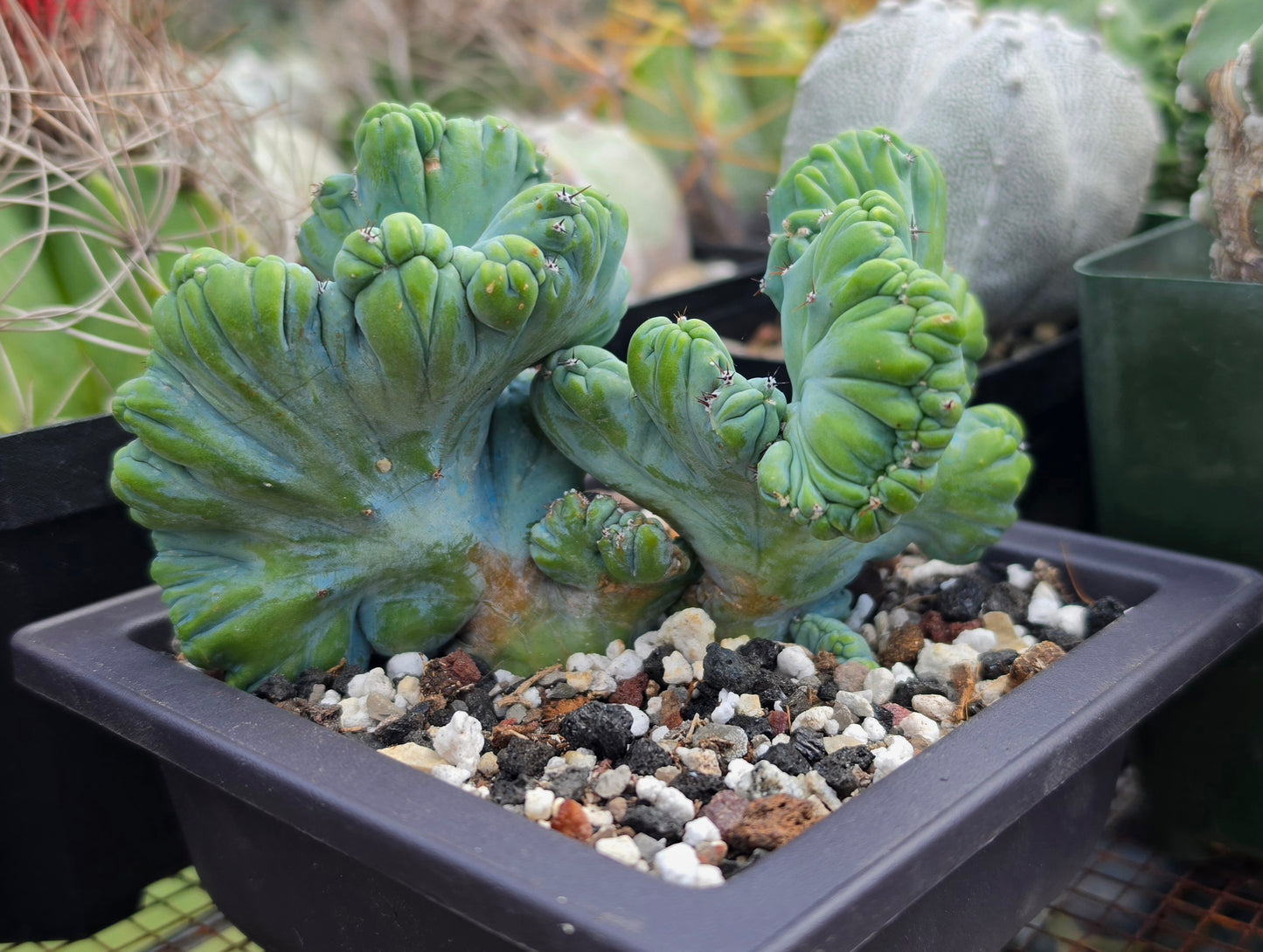 Myrtillocactus geometrizans cristata | Live Plant