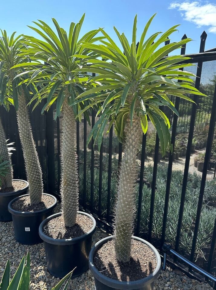 Madagascar palm