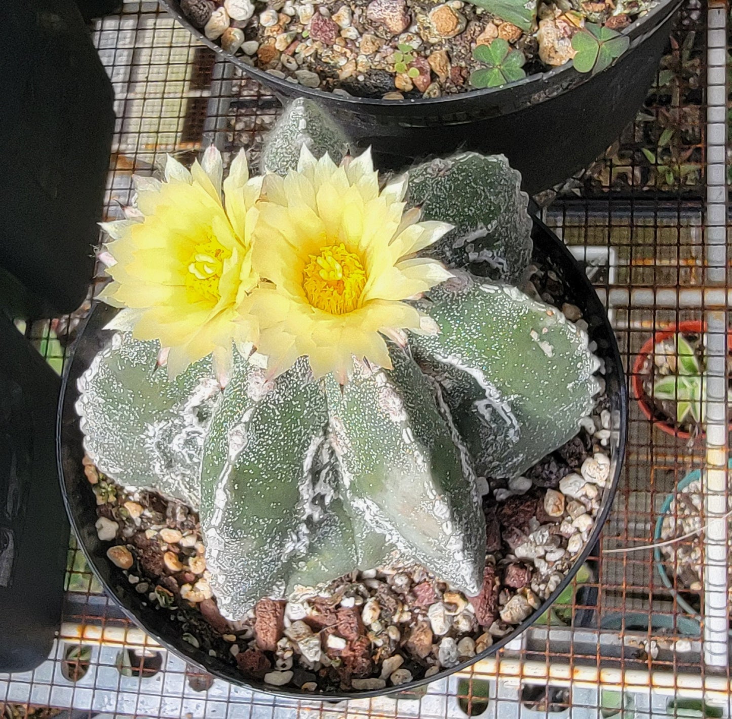 Astrophytum myriostigma cv. Hakujo Fukuryu (15 seeds)