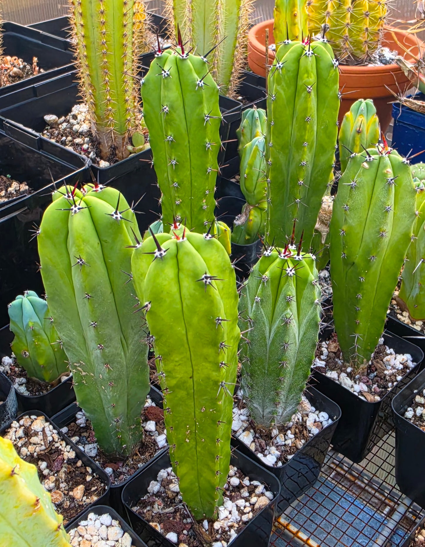 Myrtillocactus cochal