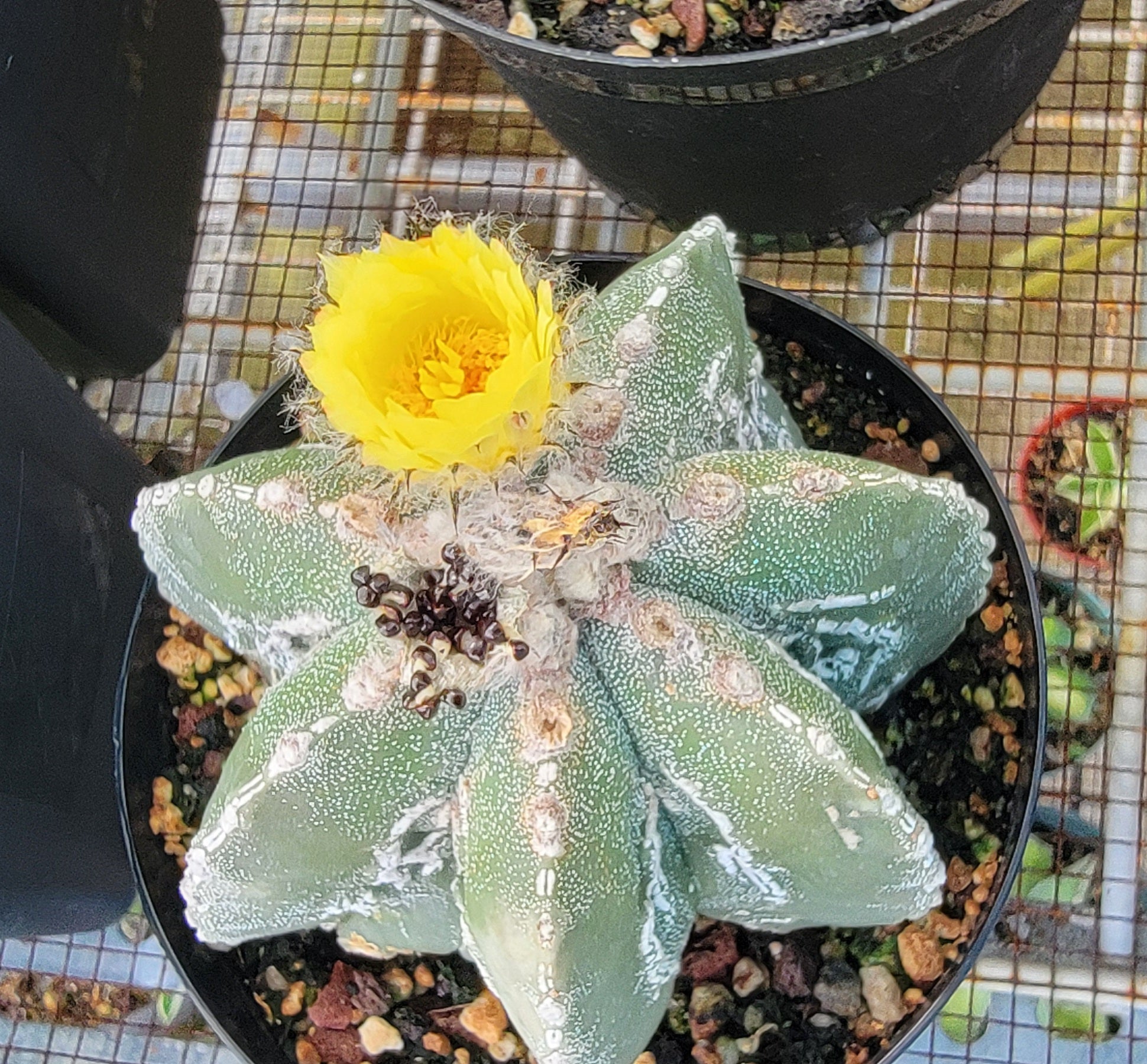 astrophytum fukuryu hakujo Astrophytum myriostigma cv. Hakujo Fukuryu (15 seeds) – Planetcactus