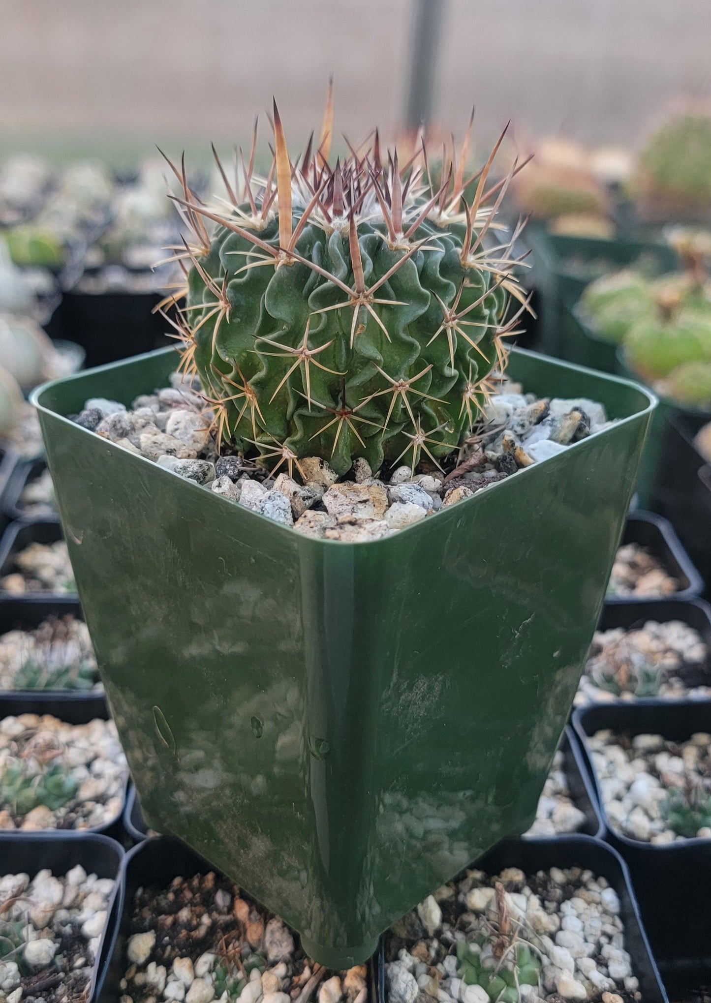 Echinofossulocactus crispatus (Live plant)