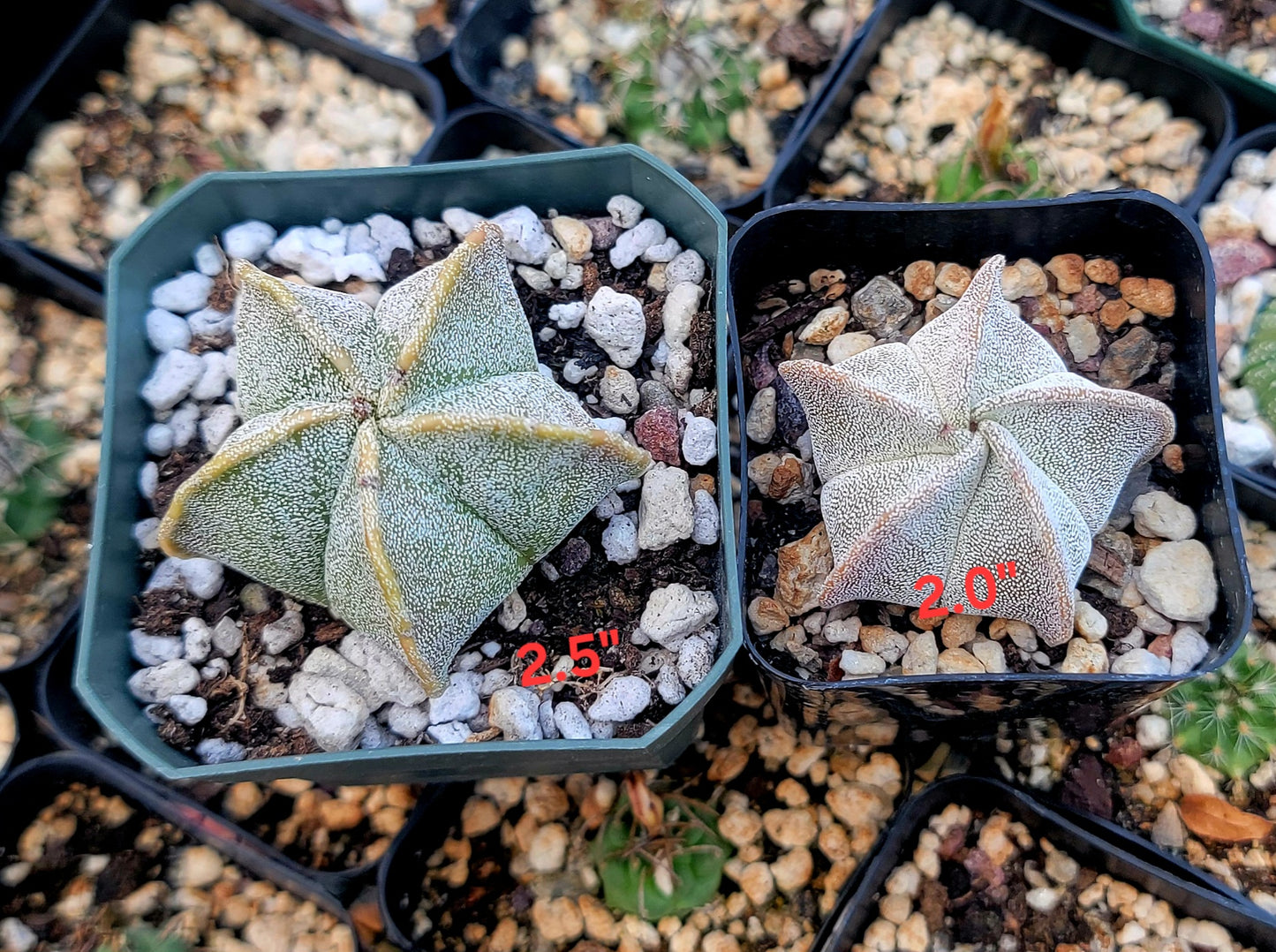 Astrophytum myriostigma