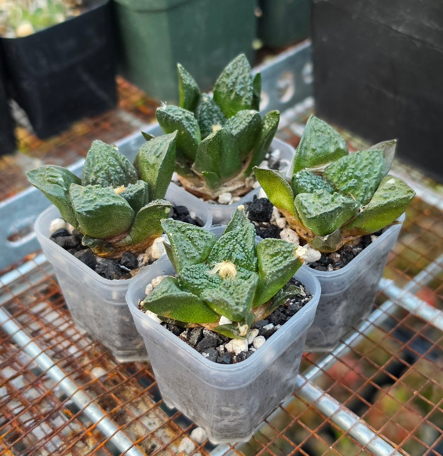 Ariocarpus fissuratus var. hintonii | Live Plant