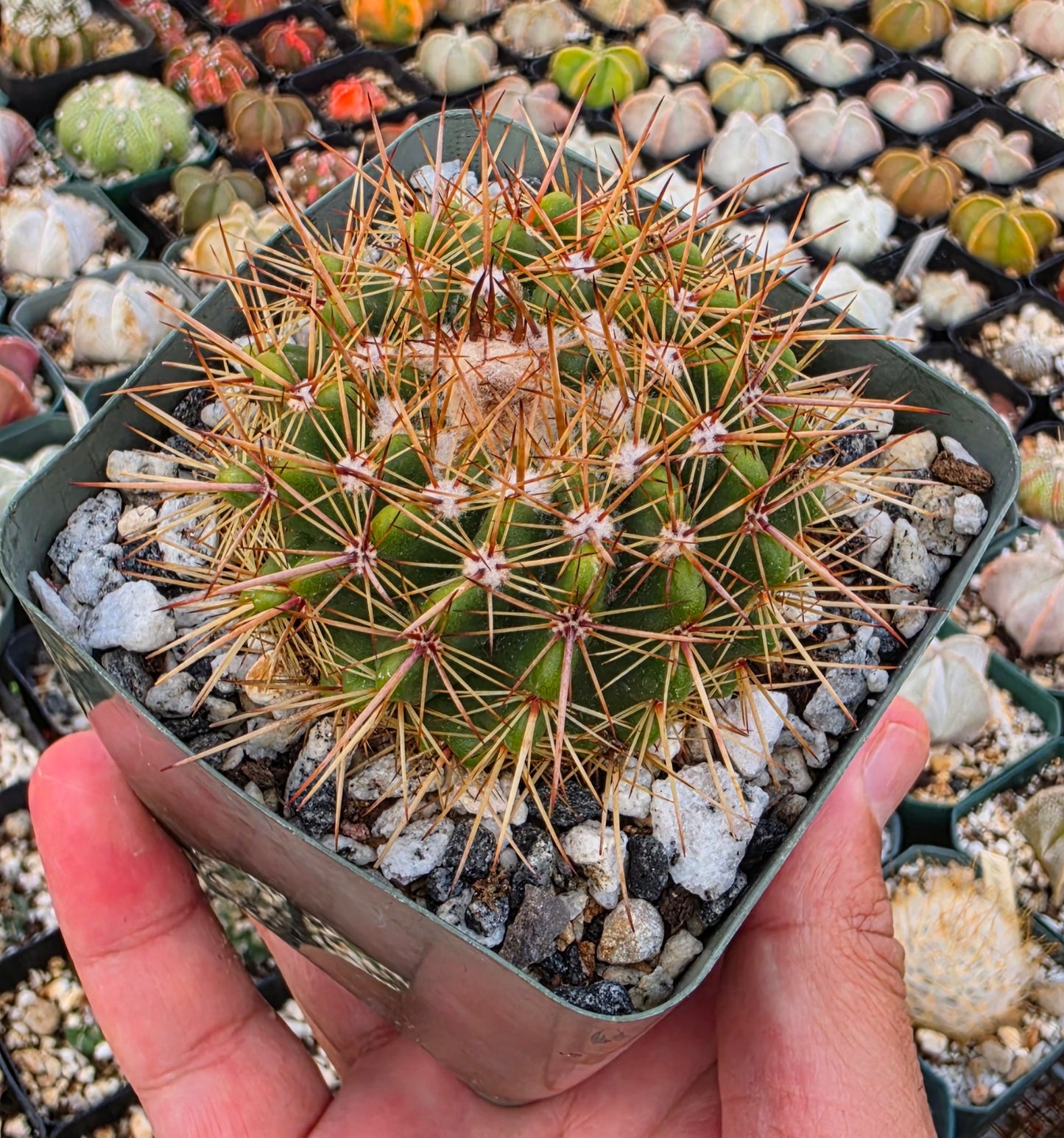 Notocactus roseoluteus | Notocactus herteri f. roseoluteus