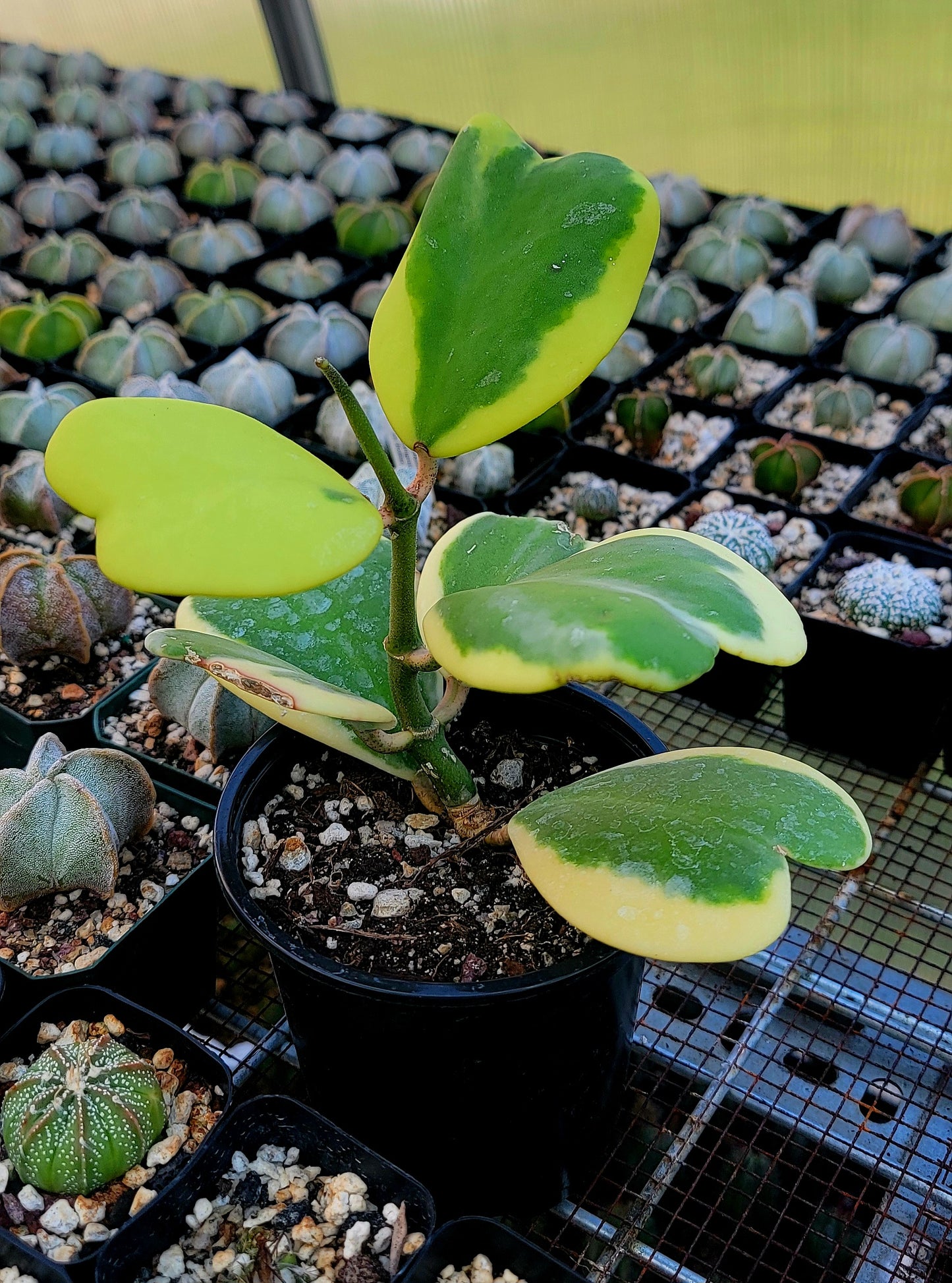 Hoya Kerrii Variegata | Live plant