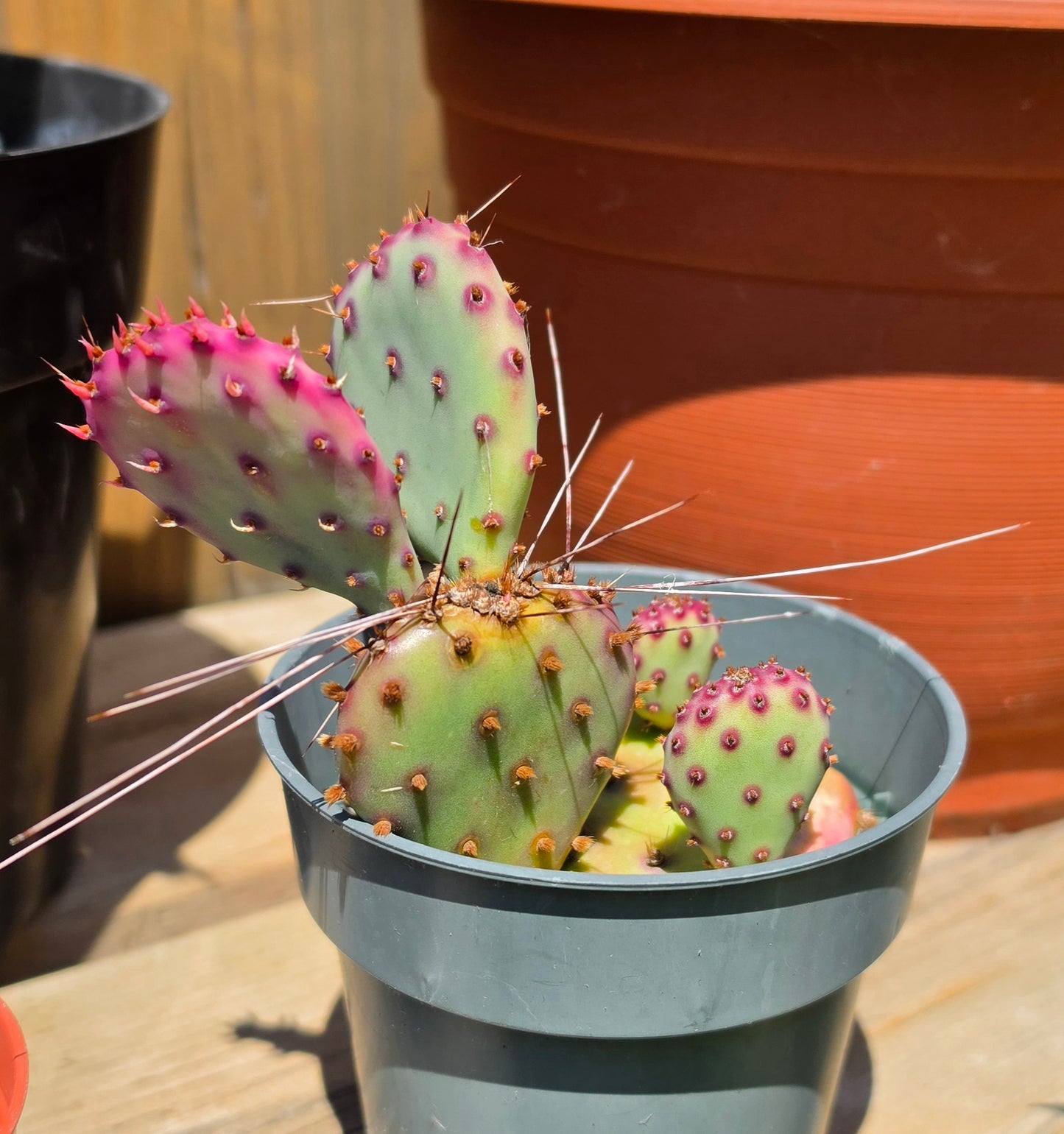 Opuntia Santa Rita (Live plant)