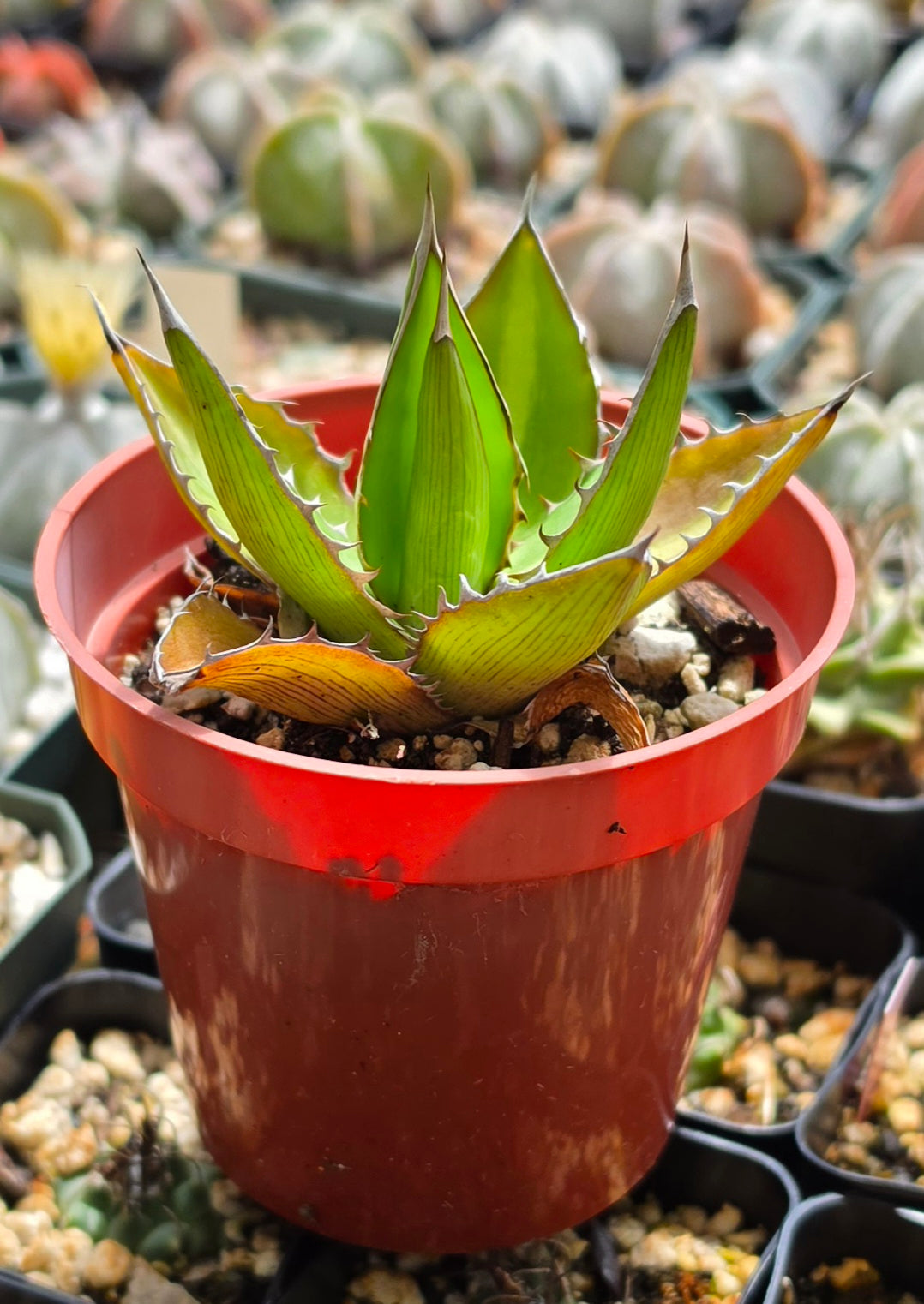 Agave lophantha 'Splendida' (Center Stripe Agave)