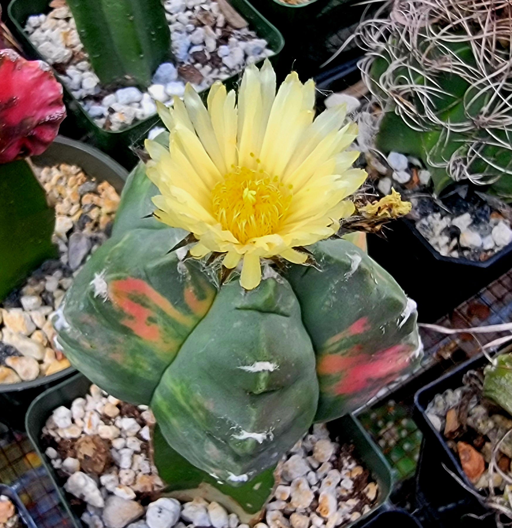 Astrophytum myriostigma cv.kikko nudum Variegata (15 seeds