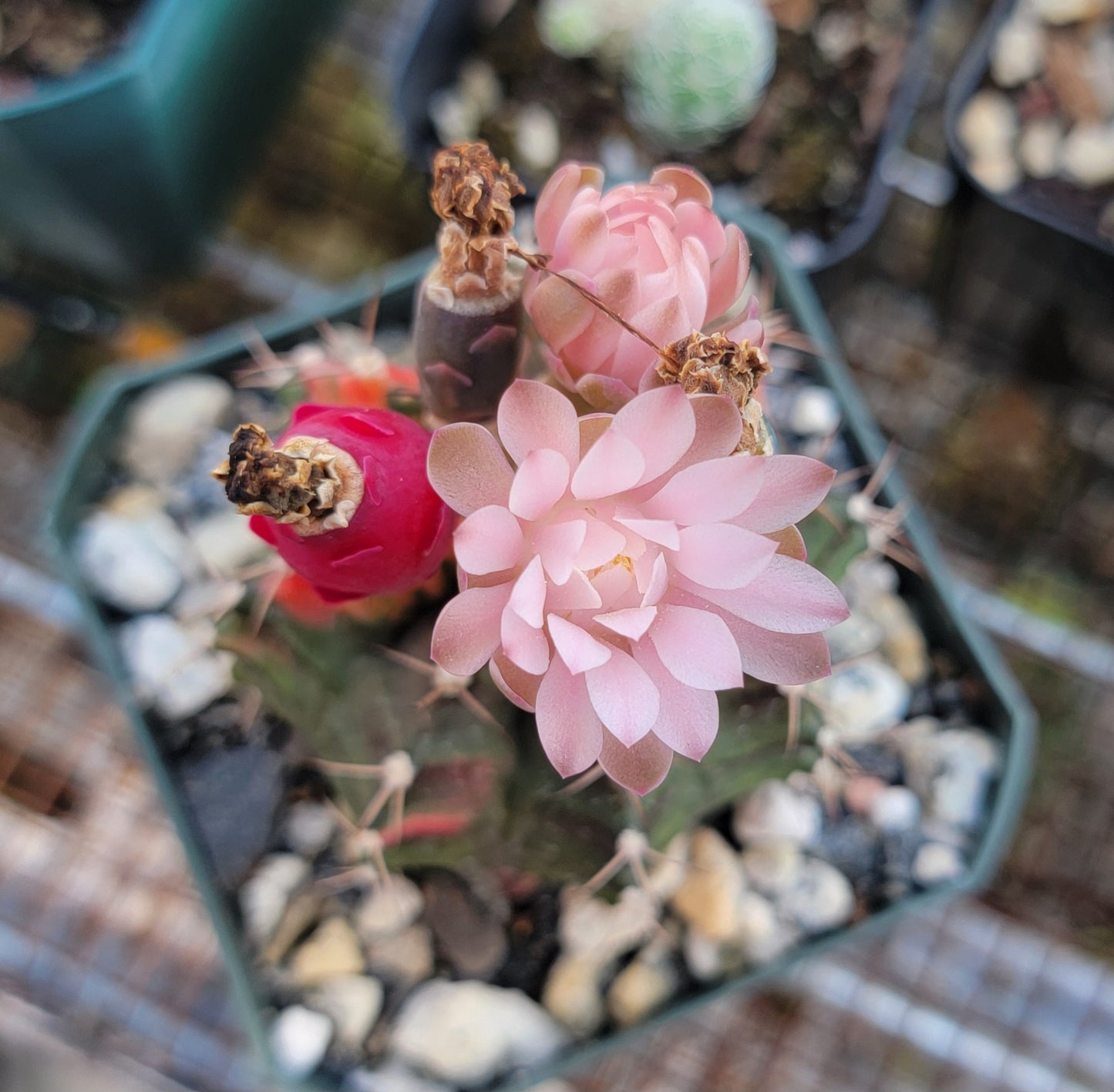 Gymnocalycium Mihanovichii variegata