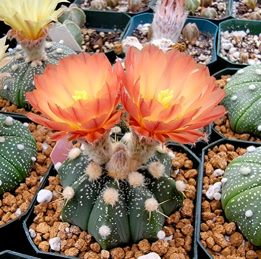 Astrophytum asterias - seeds