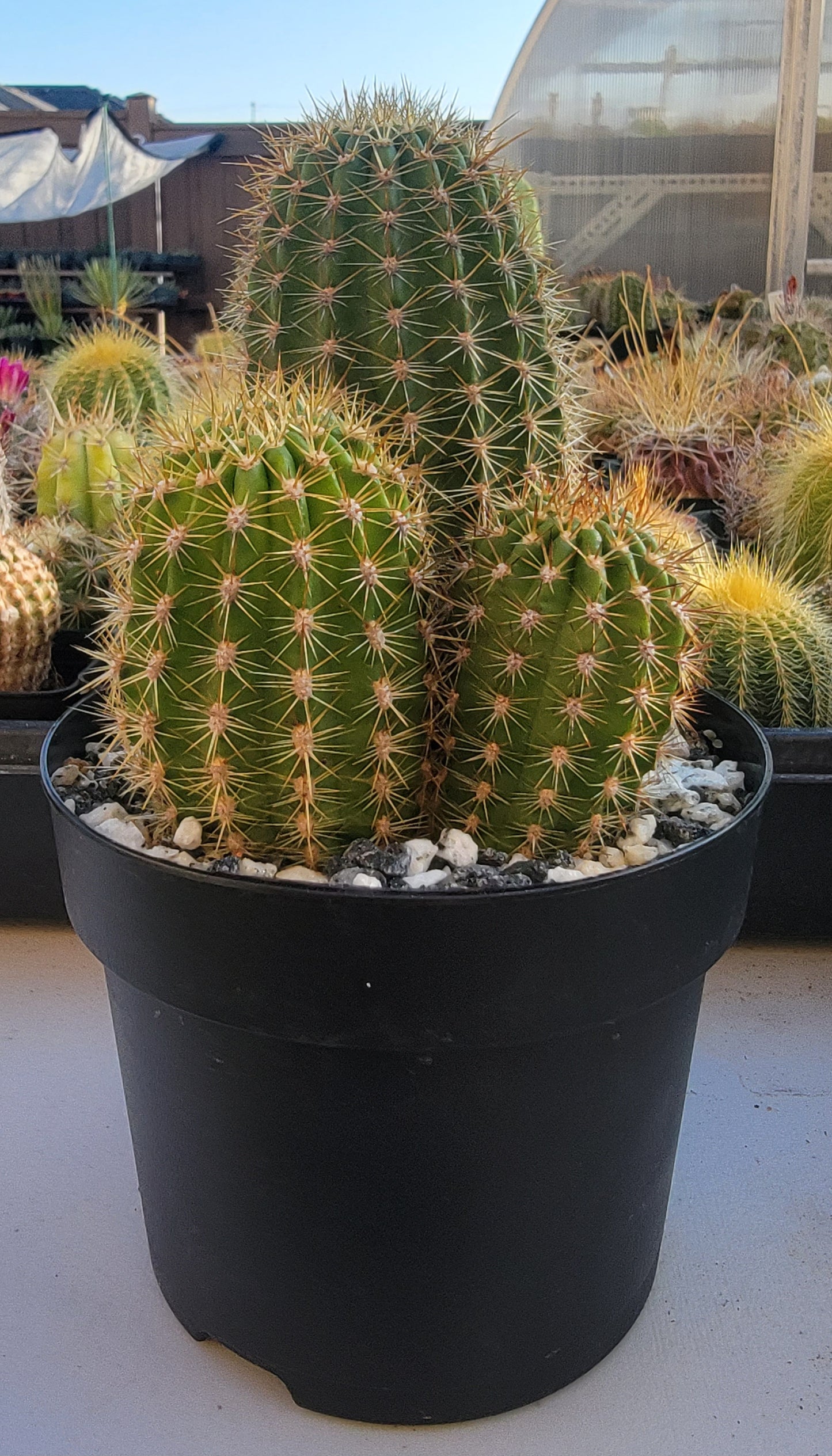 Trichocereus grandiflorus | Echinopsis huascha var. grandiflora