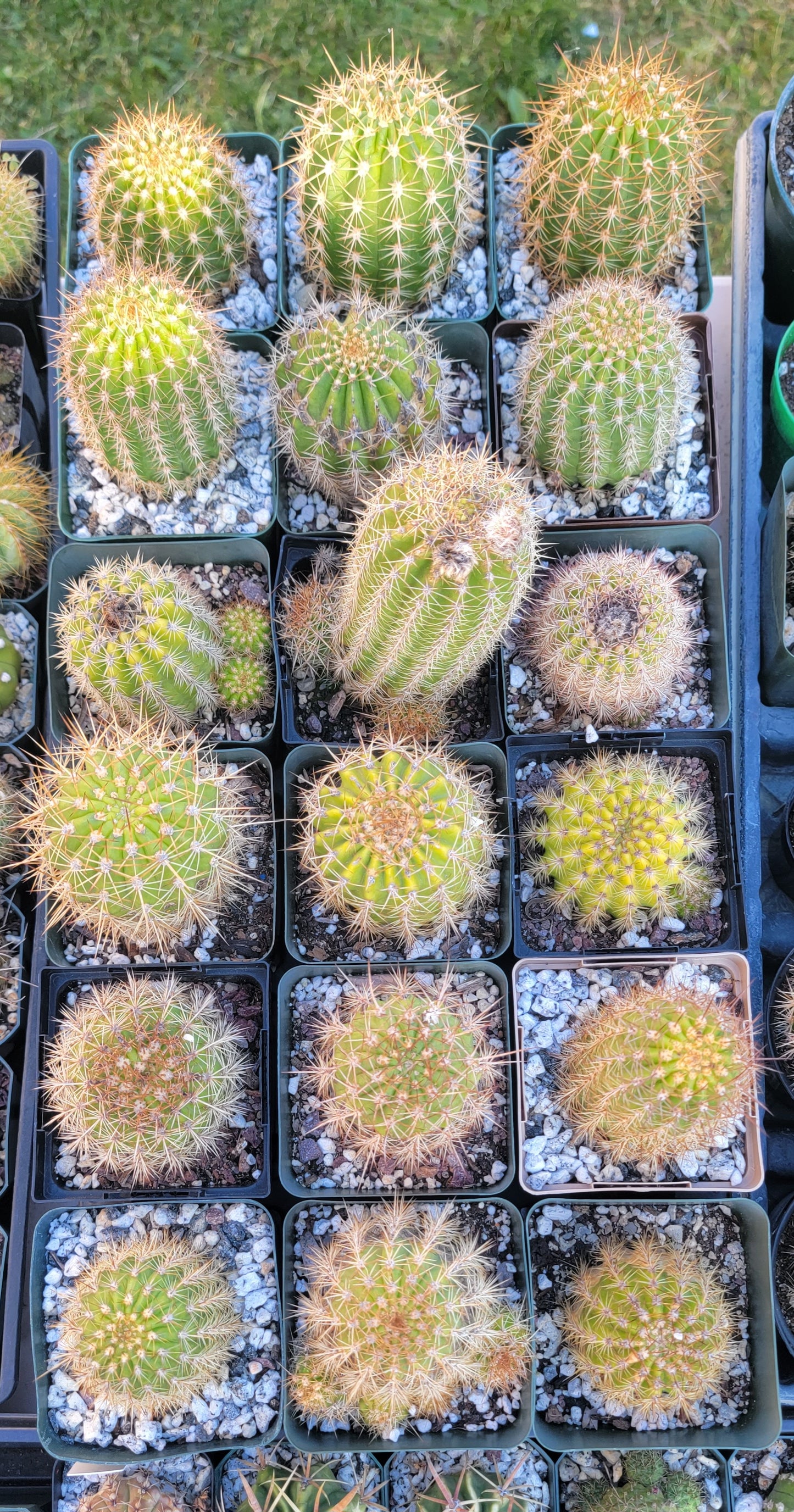 Trichocereus grandiflorus | Echinopsis huascha var. grandiflora