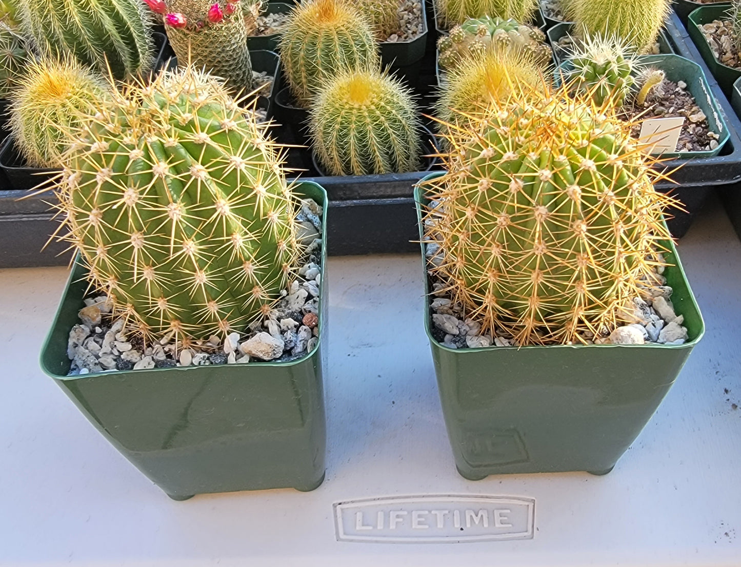 Trichocereus grandiflorus | Echinopsis huascha var. grandiflora