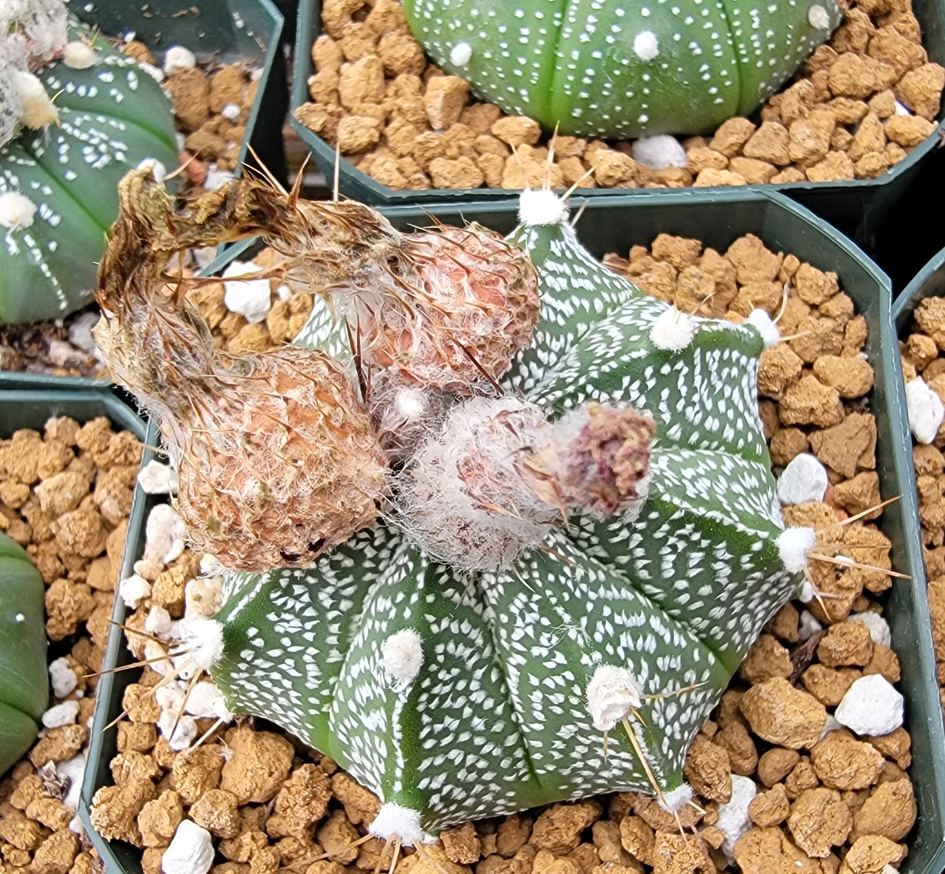 Astrophytum asterias