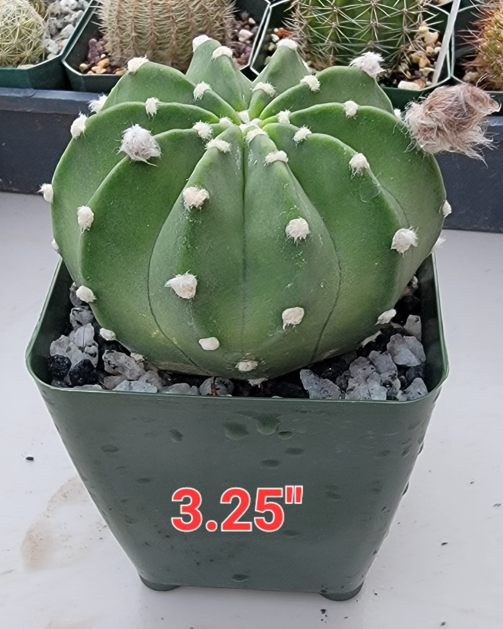 Echinopsis subdenudata