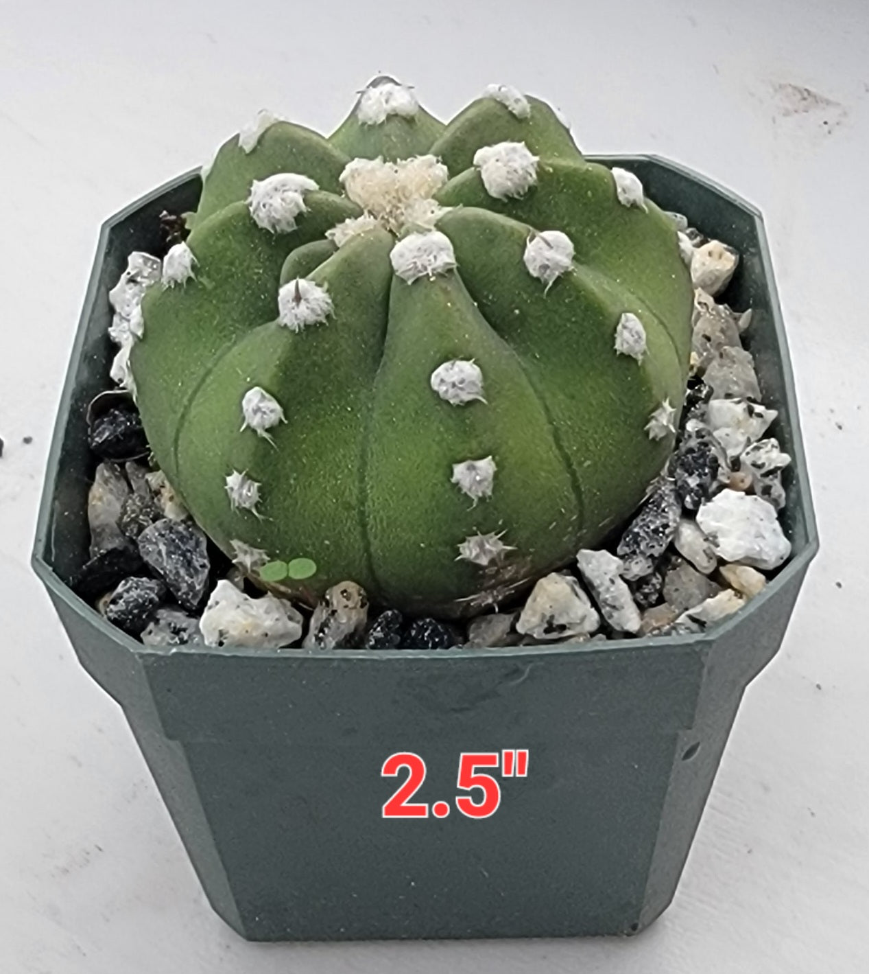 Echinopsis subdenudata | Domino Cactus 