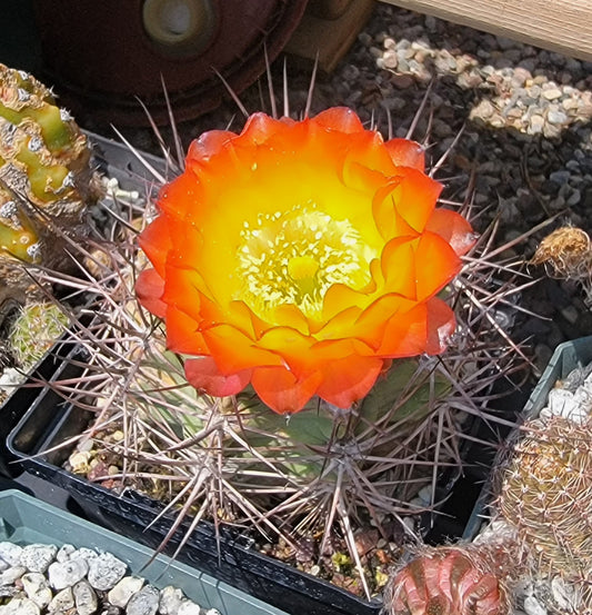 Acanthocalycium kuehassii - seeds