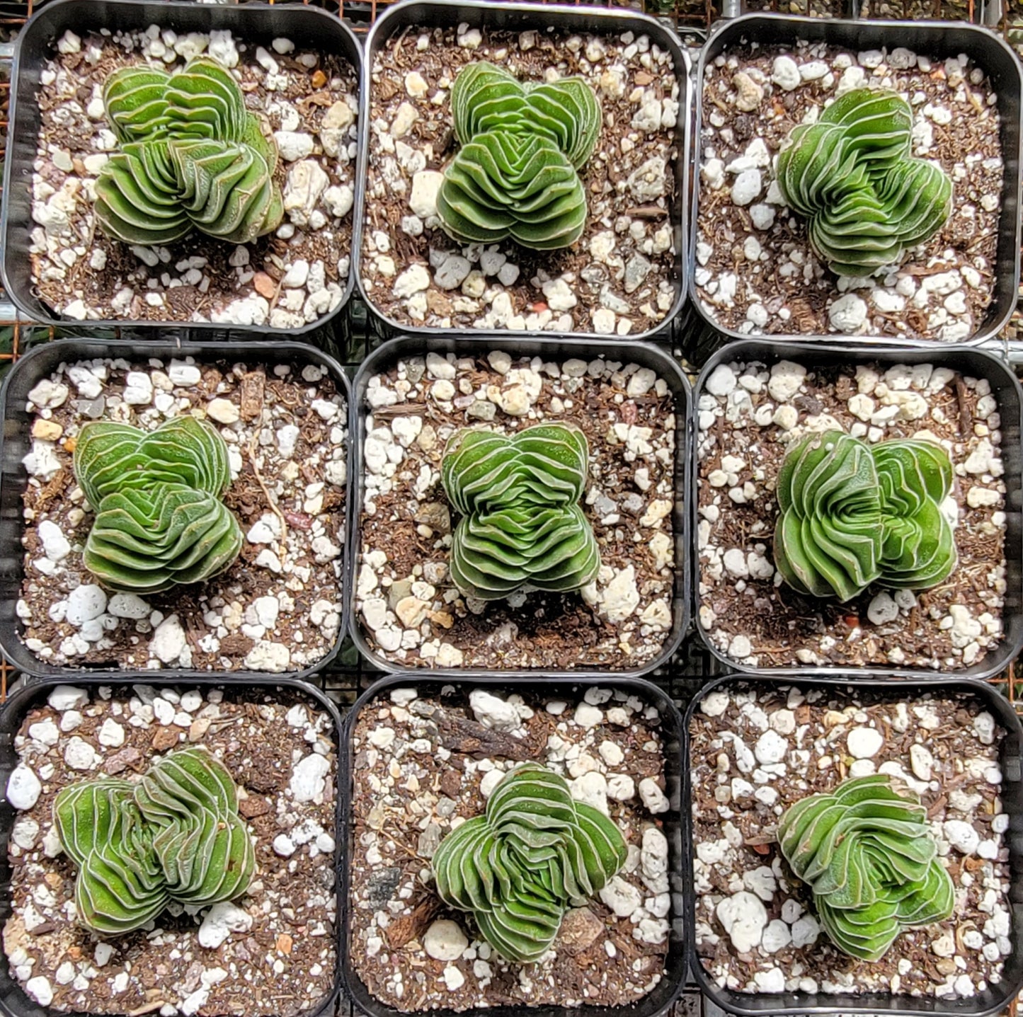 Crassula 'Buddha's Temple'