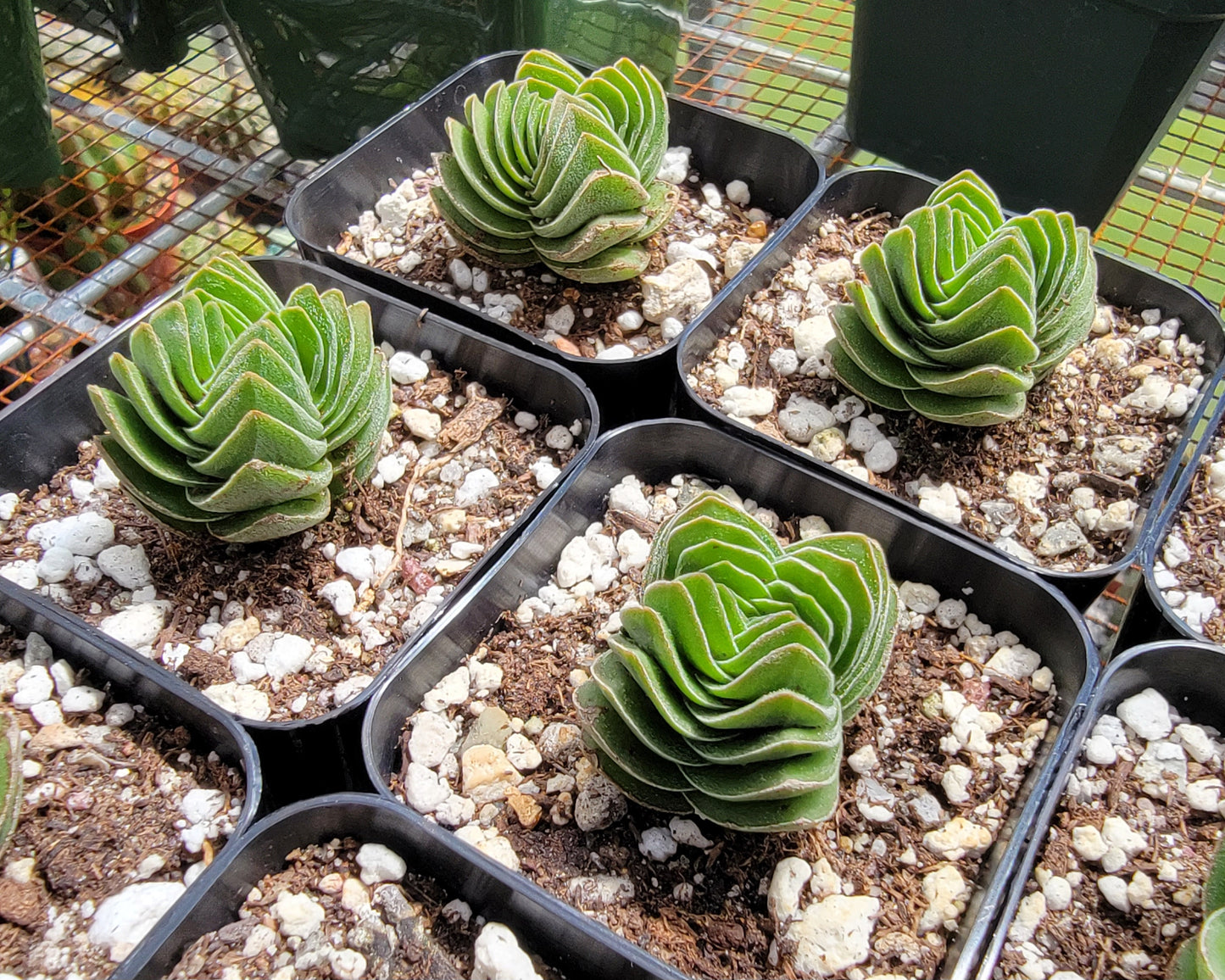 Crassula 'Buddha's Temple'
