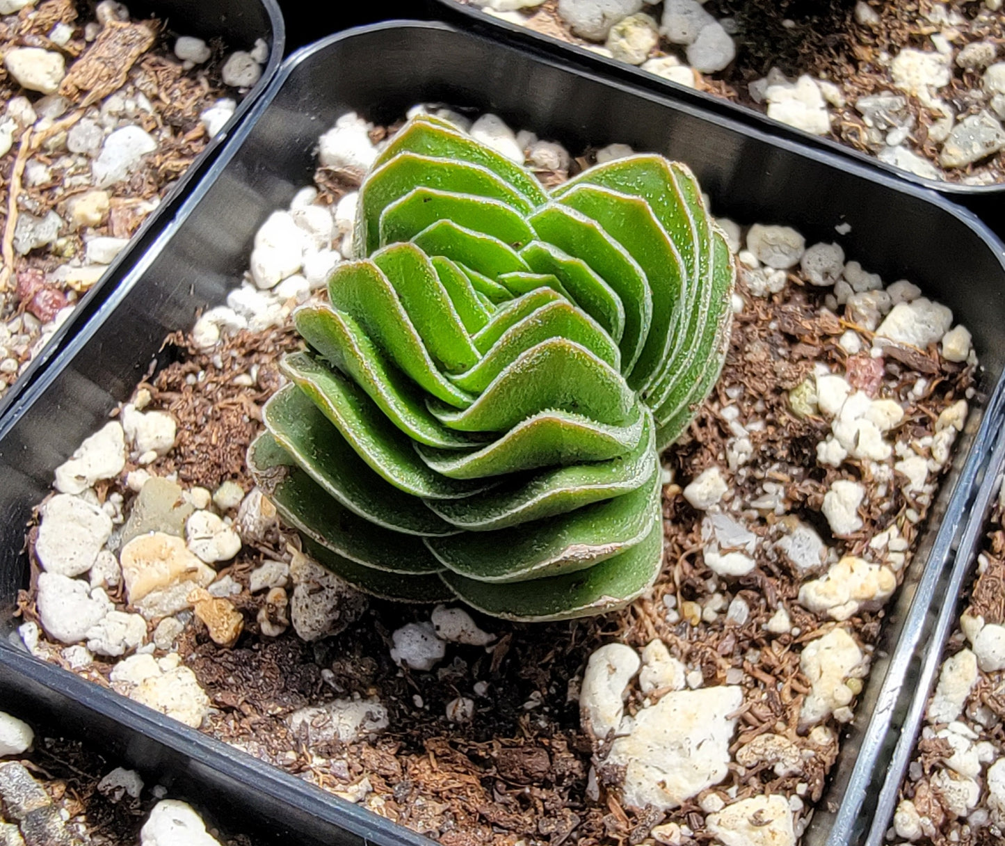 Crassula 'Buddha's Temple'
