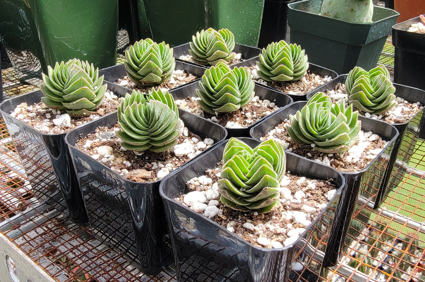 Crassula 'Buddha's Temple'