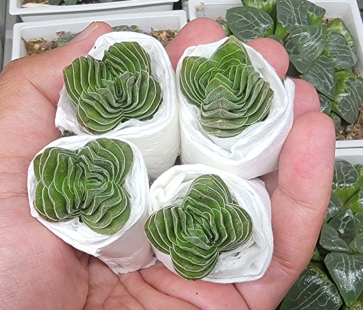 Crassula 'Buddha's Temple'