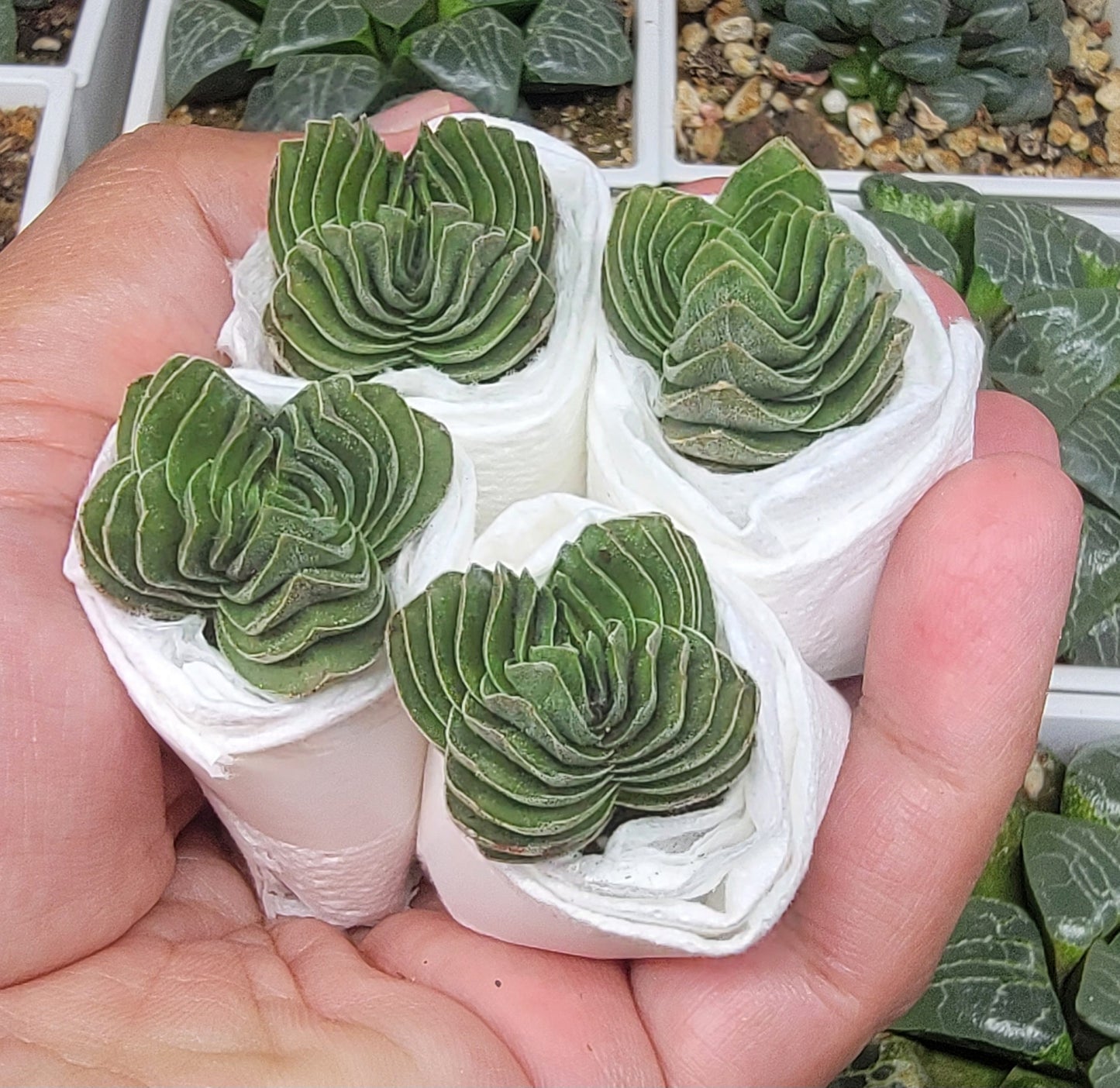 Crassula 'Buddha's Temple'