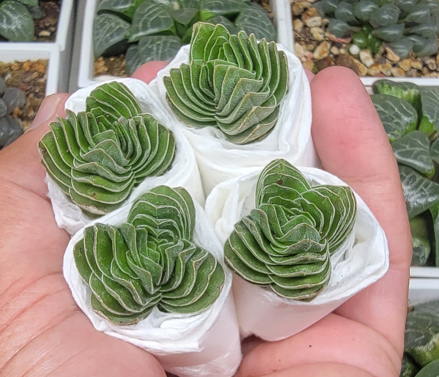 Crassula 'Buddha's Temple'