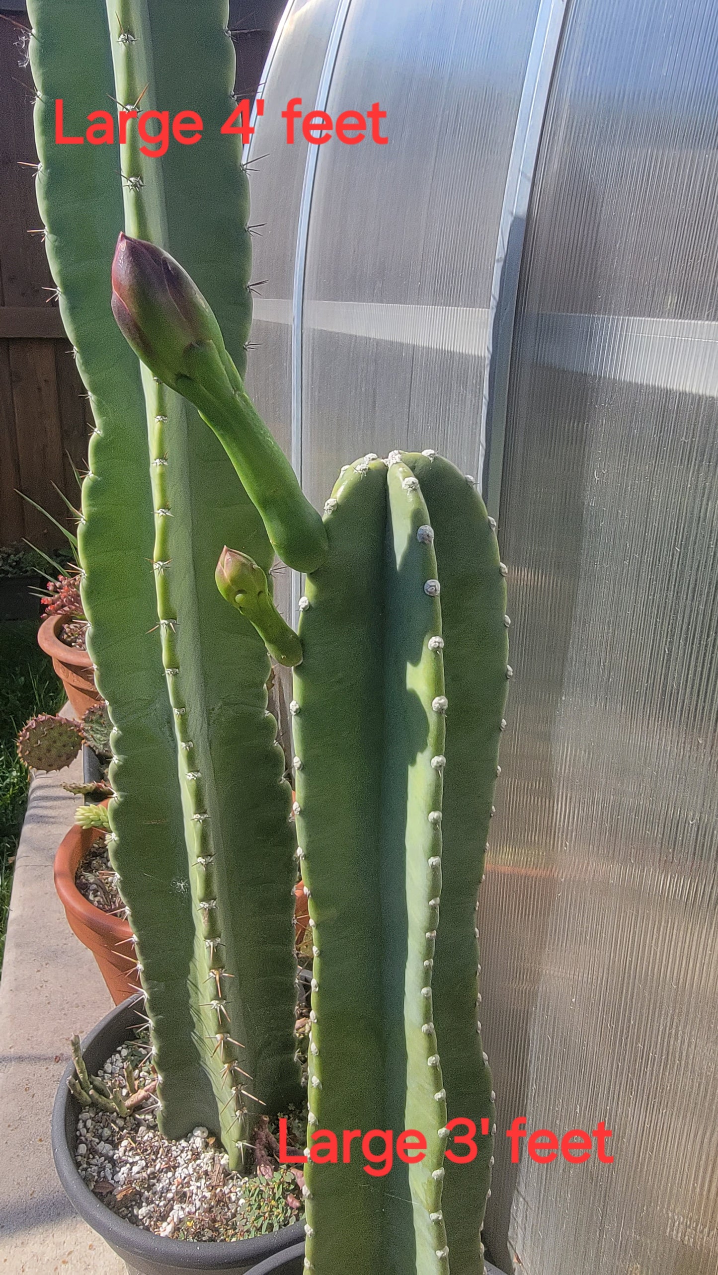 Cereus Jamacaru | Live plant