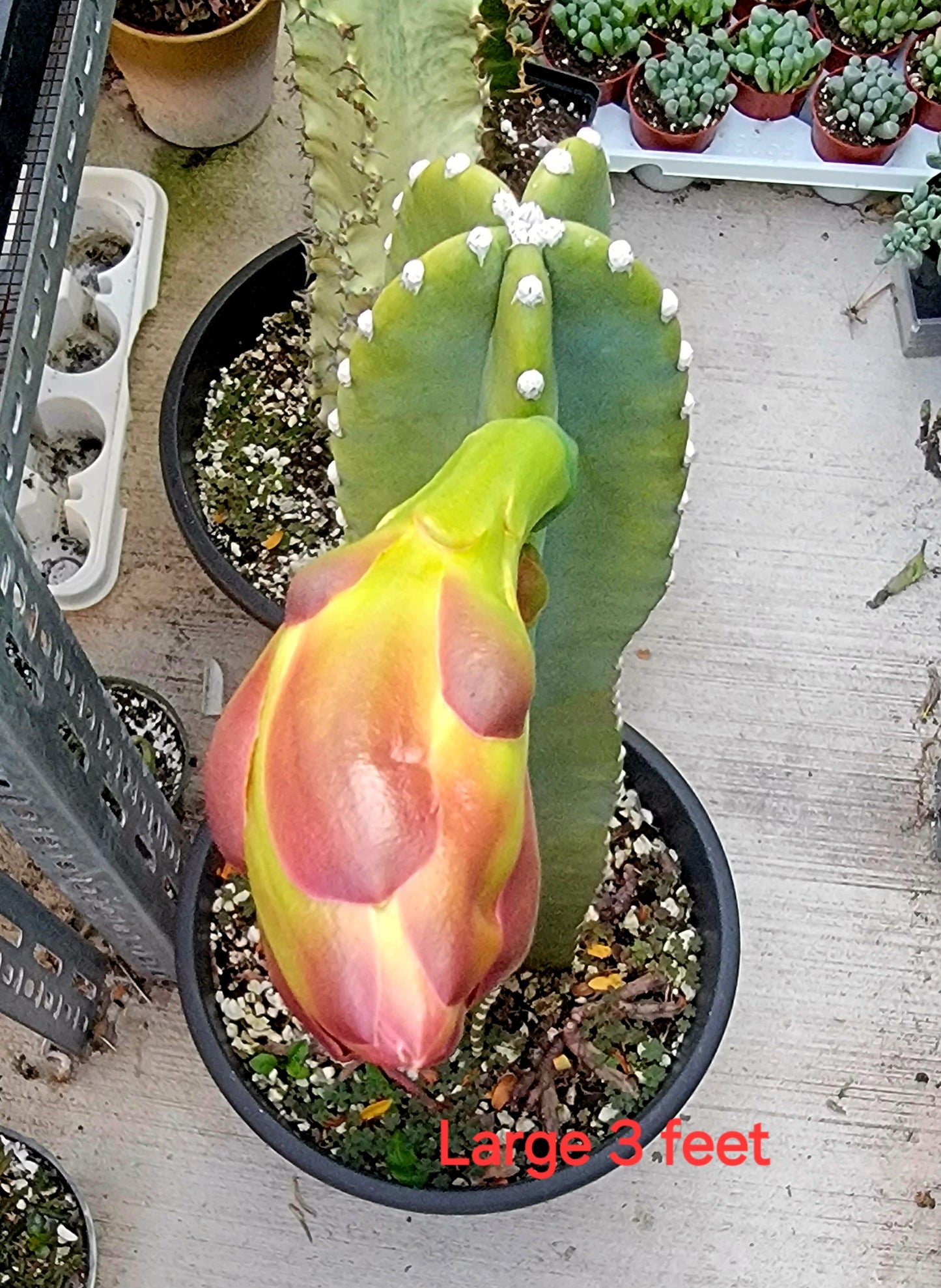 Cereus Jamacaru | Live plant