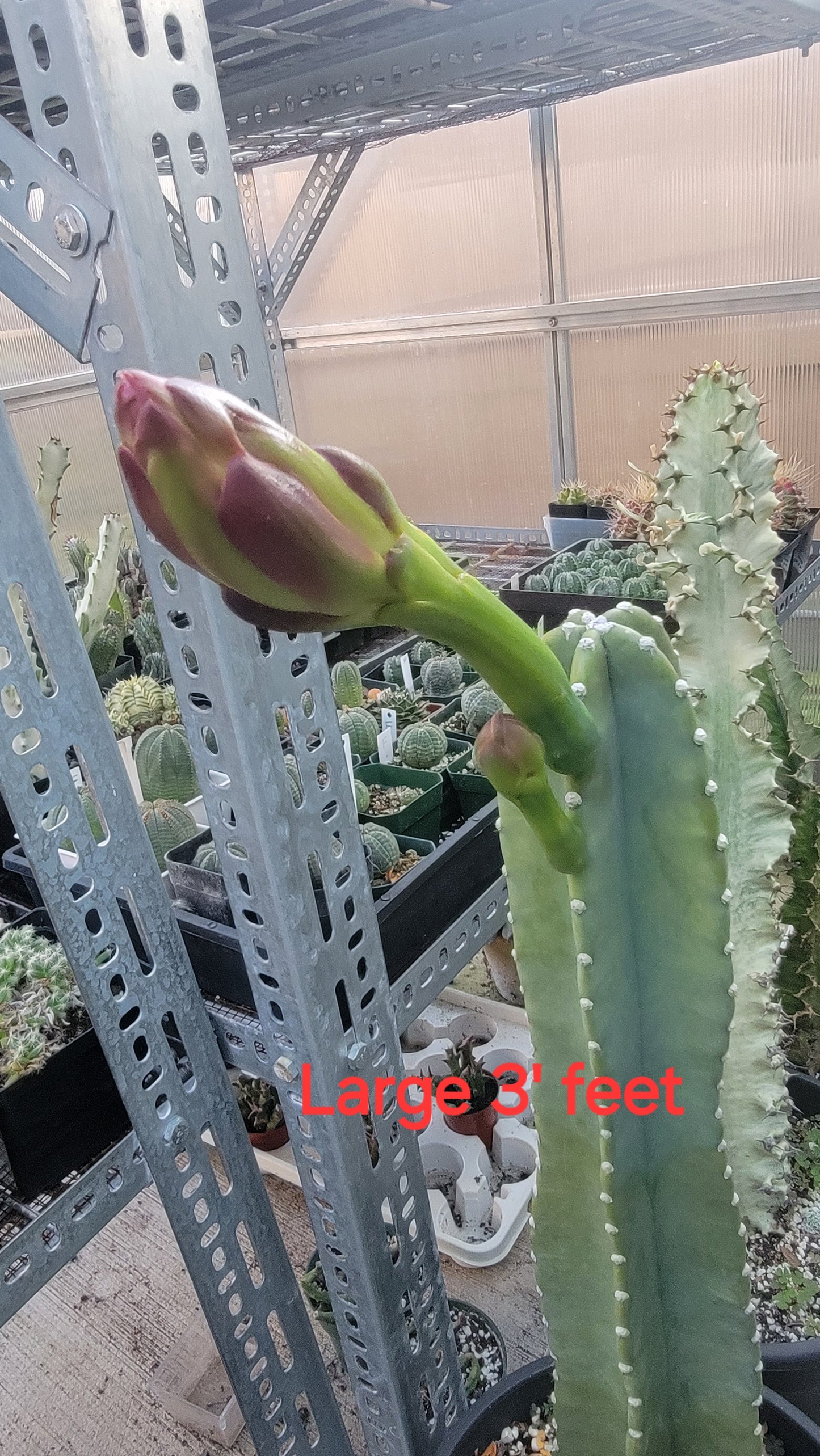 Cereus Jamacaru | Live plant