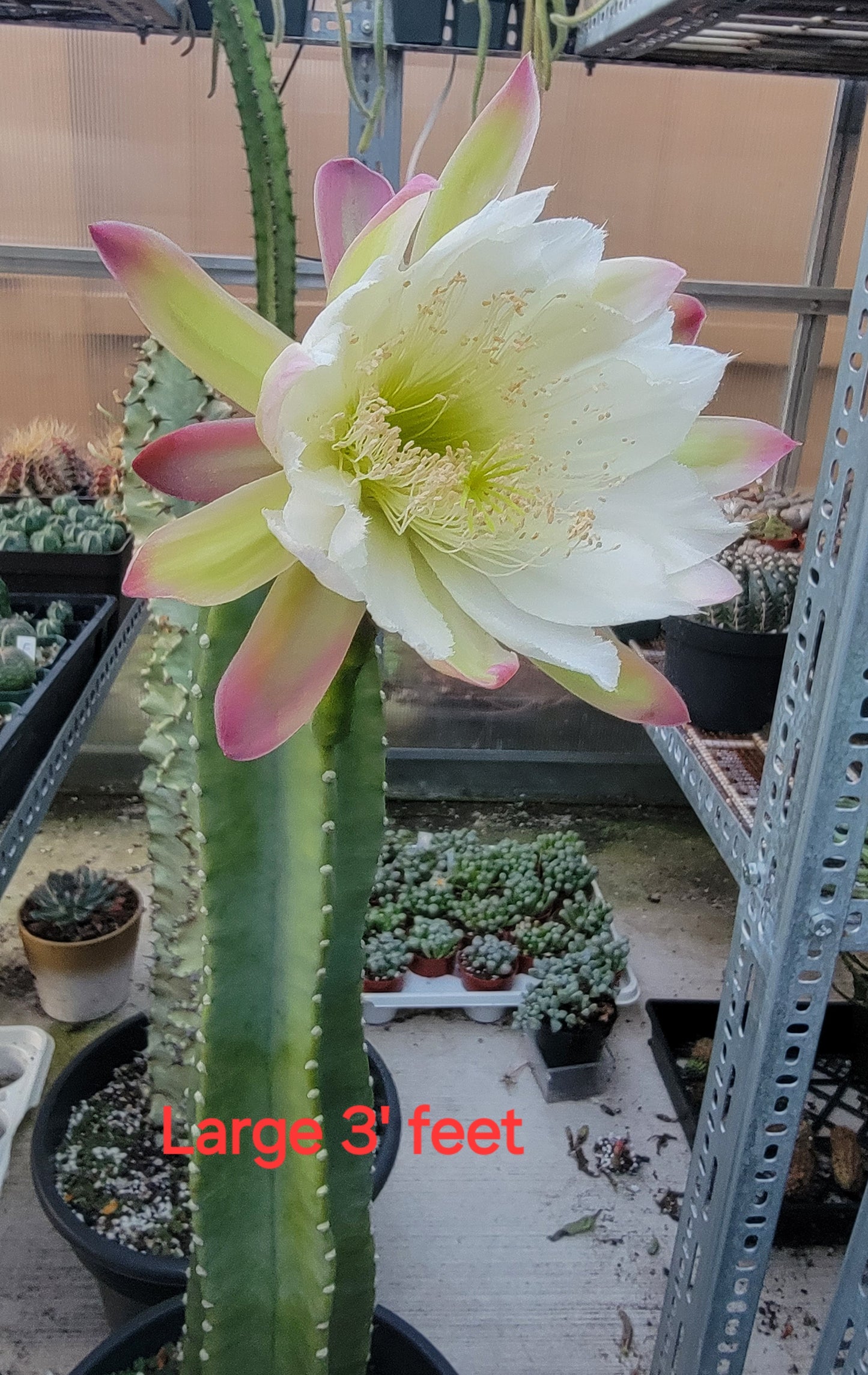 Cereus Jamacaru | Live plant