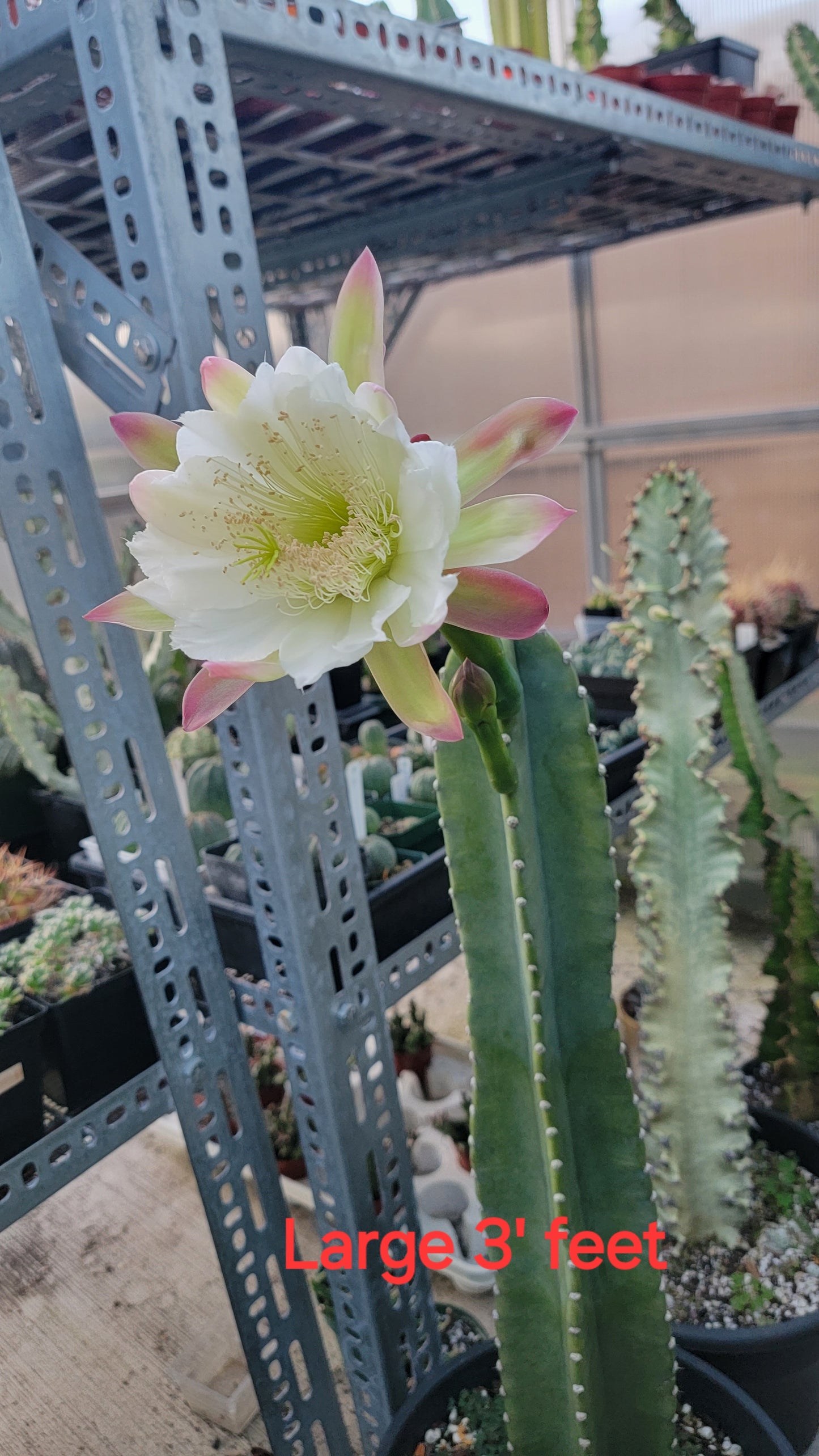 Cereus Jamacaru | Live plant